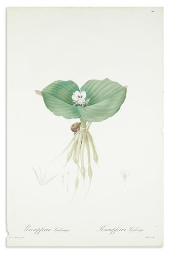 REDOUTÉ, PIERRE-JOSEPH. Three hand-finished color-printed stipple engravings